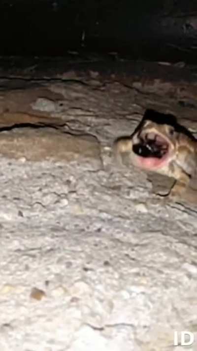 to eat a beatle