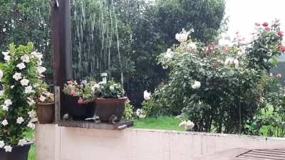 A little rainstorm. My backyard, NRW, Germany