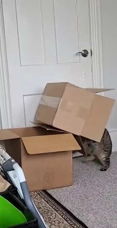 Box 1 : Pierogi 0