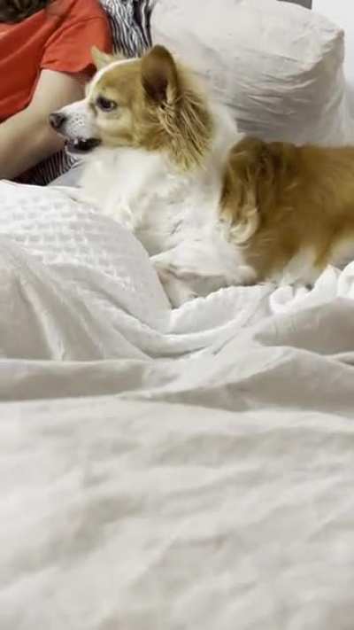 My brother’s fluffer got upset
