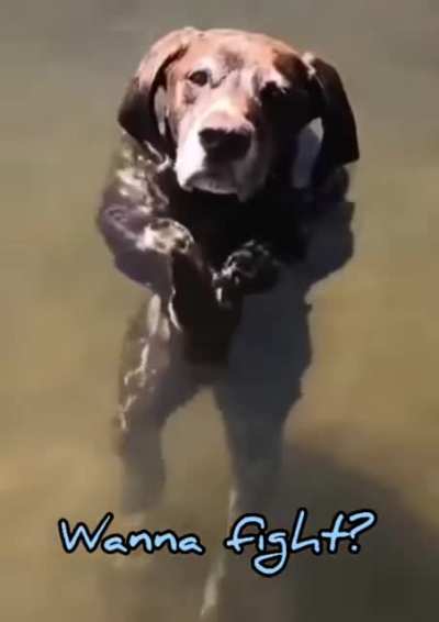 Fighting dog