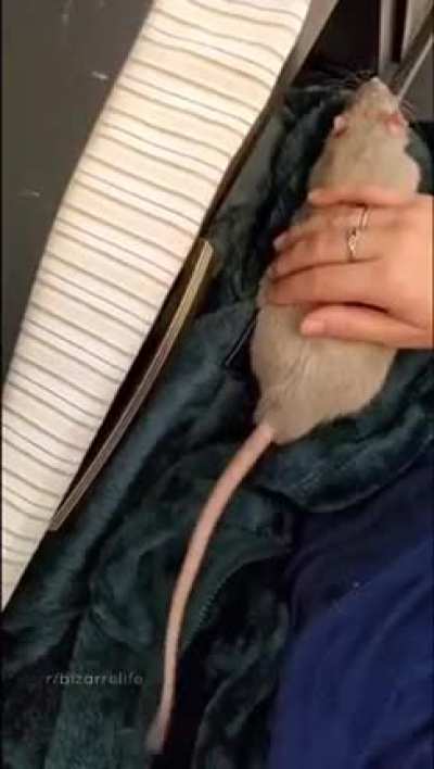 Hi tech mouse