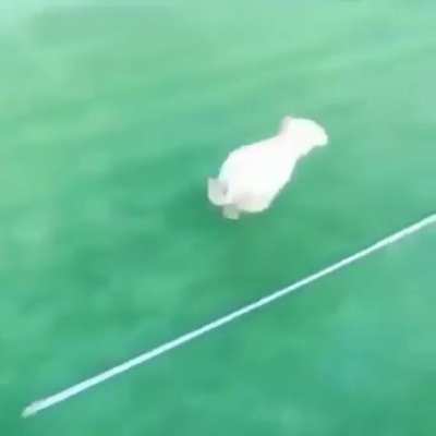 You did it doggo.
