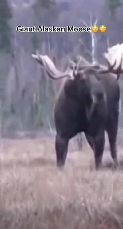 This Moose is a unit, and appears to be pumping iron