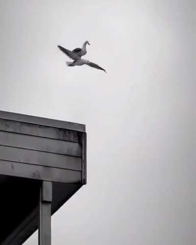 Bird Uber