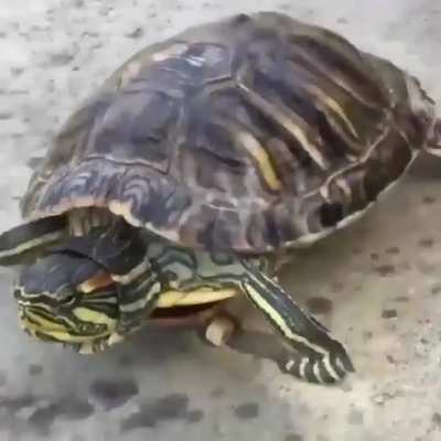 Turtle loves his new wheels.