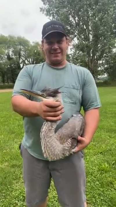 Bird screech