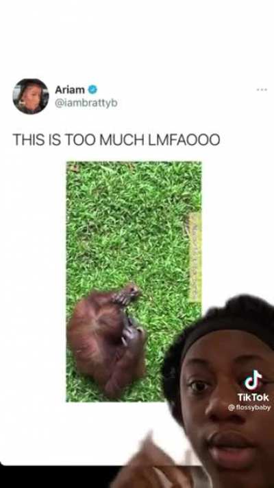 Sign my petition to making monkeys pay taxes and get job they out here sitting all day eating bananas Uh uh