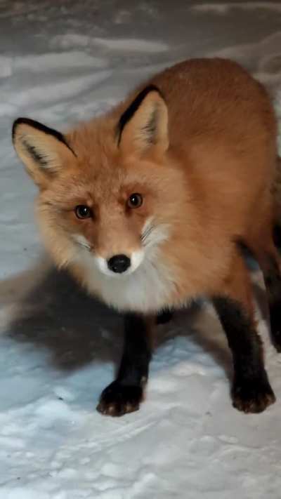 Yay adorable foxxo looks so polite