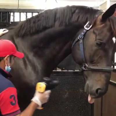 Horse doesn’t know how to handle a massage gun