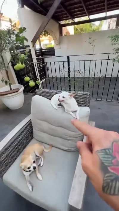 Kuchi kuchi