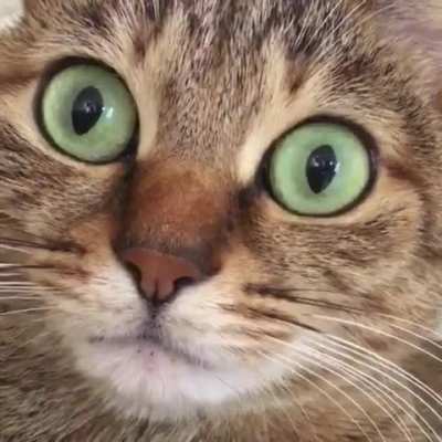 When cats hiccup, their pupils dilate.