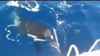 A captain whose boat was attacked by orcas off the coast of Spain got footage of them going direct for the ship’s rudders.