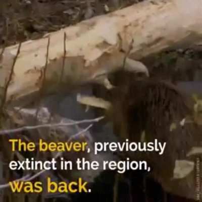 How Yellowstone NP Revived Its Entire Ecosystem