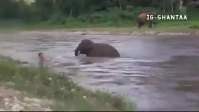 Elephant baby saves Man from drowning