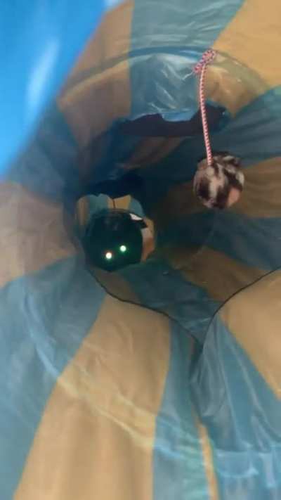 My cat loves his tunnel