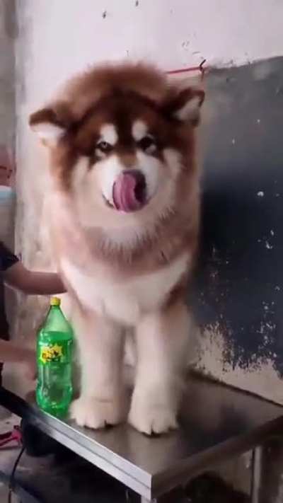 Dog?