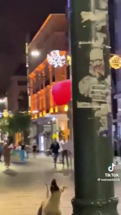 A dog playing with a balloon in the streets of Istanbul