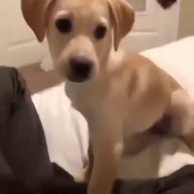 What a cute do…
