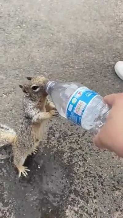 Squirrel asking for water