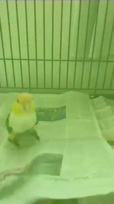 BouncyRavingBirb