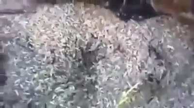 Guy eating maggots from dead moose with the best narration😂
