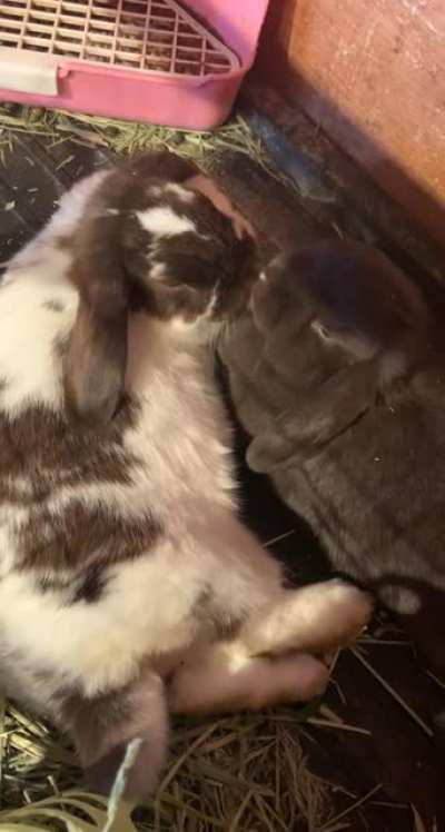My girls cuddling and cleaning each other 🥰