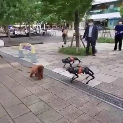 MY DOG MAKE NEW FRIENDS TODAY