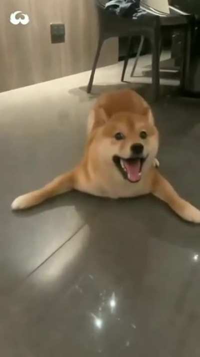 A recently discovered new species of sharks :o