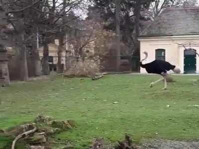 Big birds being jerks