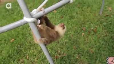Reminder that baby sloths are the cutest