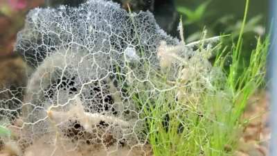 Aquarium Slime Mold
