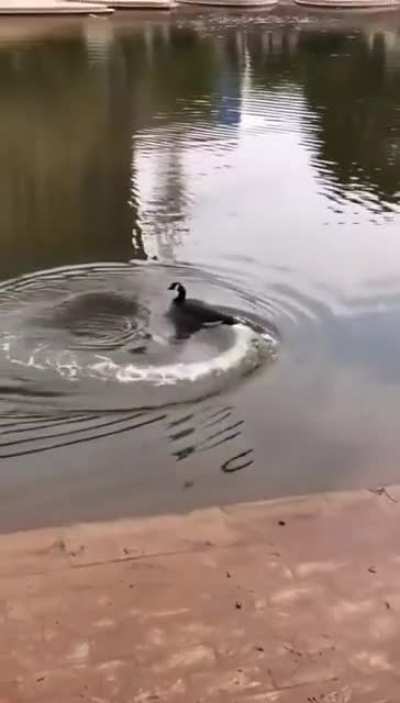 What the duck!
