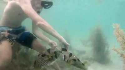 Kind Diver Saves A Poor Pufferfish That Is Tangled In A Net Whilst The Pufferfish's Mate Never Left It's Side...