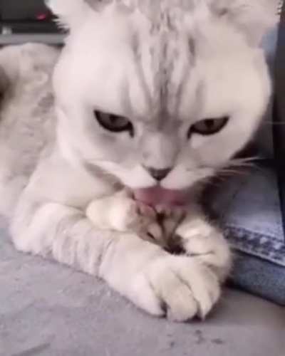 Забот<wbr>ливый Котик