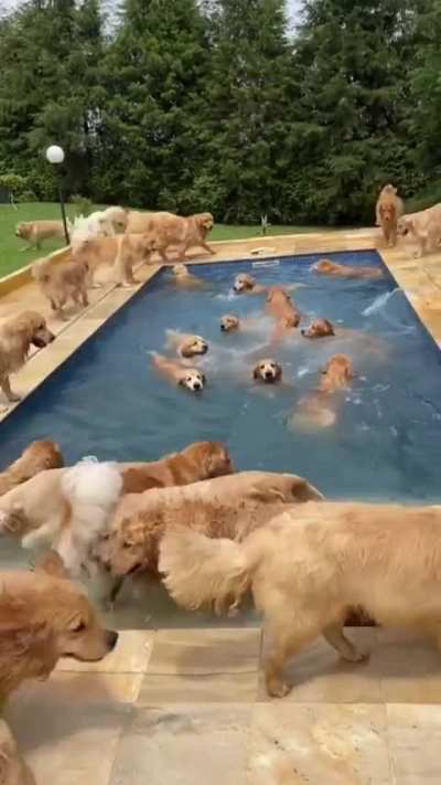 Dog Paradise
