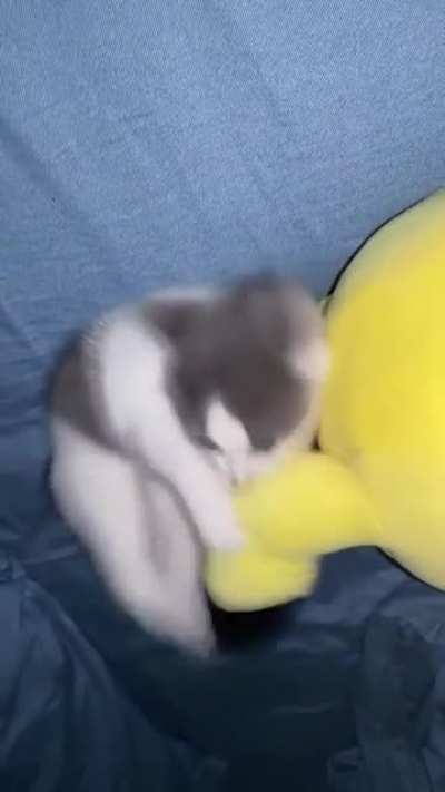 Killer in training