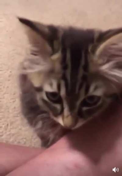 When you realize its not wet food.