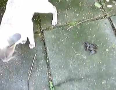 The cat must have been a normie