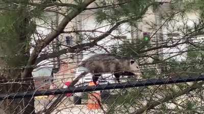 A rare daylight sighting! I love these creatures!!!