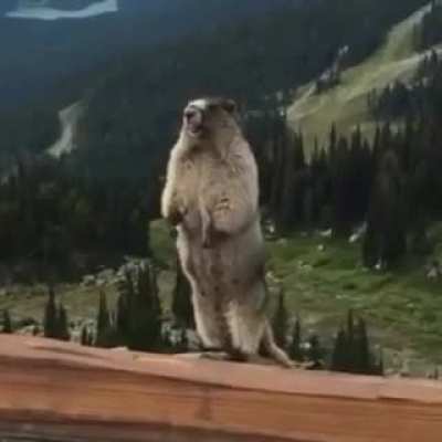 Marmot
