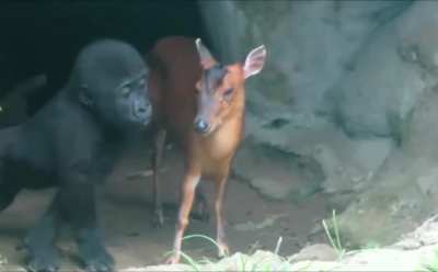 Baby Gorilla interacts with baby Deer.