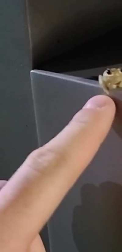 tiny little frog