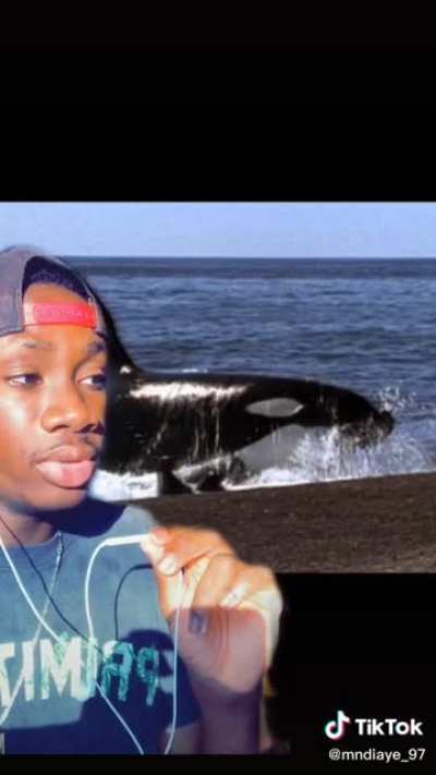 Dolphins on steroids