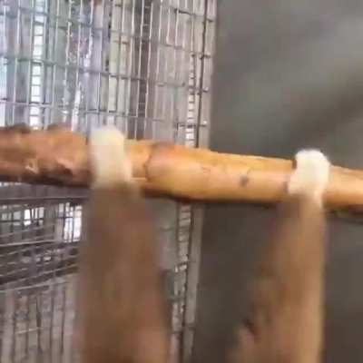 MONKE