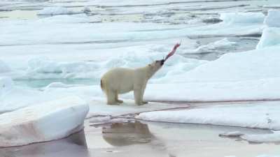 After devouring a male whale, a polar bear plays with with the Narhwal's penis on an ice floe.