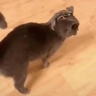 This cat with a sugar glider on their head