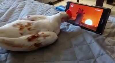 Watching cartoons on the phone