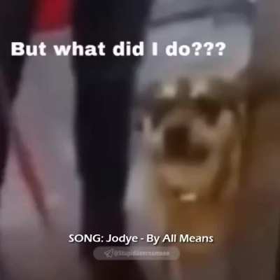 My boi did nothing