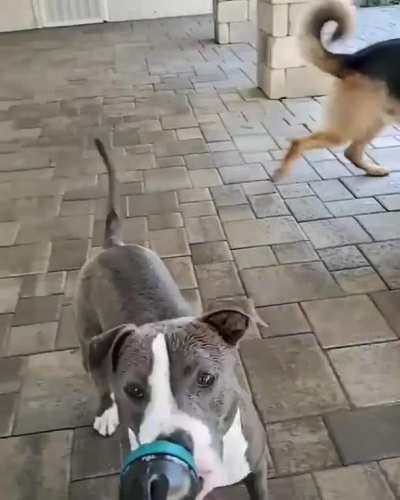 SiCK fUCk DrOwnS INnOcCEnt doGgoS!!